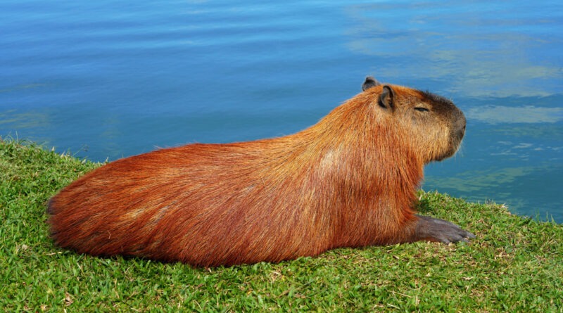 cabypara lying on grass